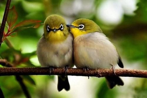 Động vật, cỏ cây cũng… mệt mỏi vì tiếng ồn