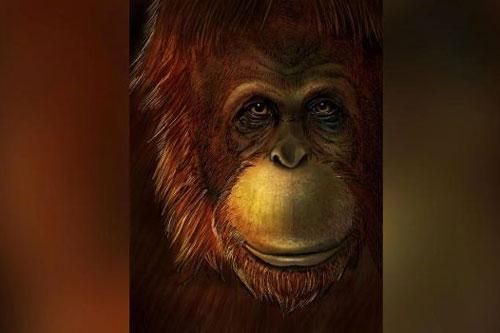 Hóa thạch tiết lộ 'King Kong' có họ hàng với đười ươi