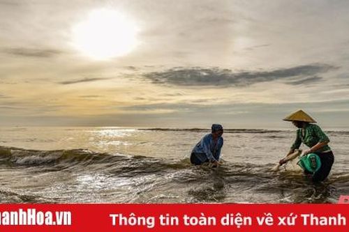 Mùa cào dắt biển