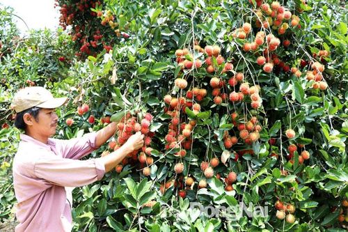 Phát triển nông nghiệp bền vững cho tương lai