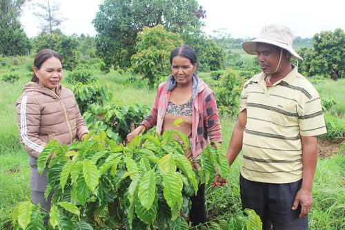 Quỹ Hỗ trợ nông dân huyện Ia Grai: 'Đòn bẩy' phát triển sản xuất