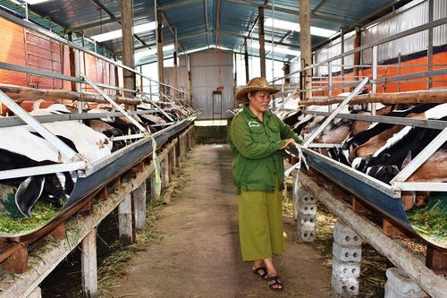 Cải thiện thu nhập nhờ nuôi dê Boer lai