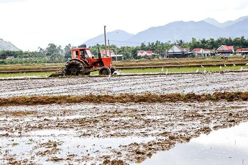 Cấp nước sản xuất thêm 800ha lúa tại Diên Khánh