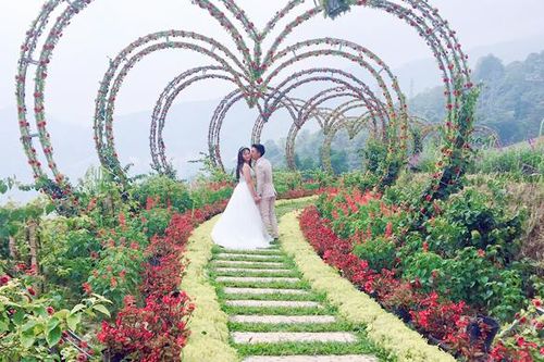 Cây và hoa thời dịch vụ