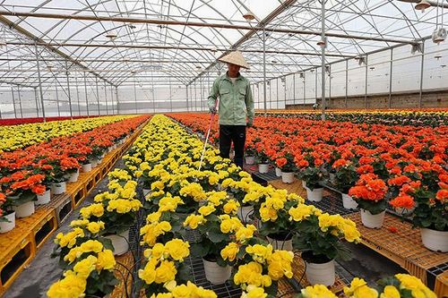 Những giải pháp khôi phục ngành hoa Đà Lạt hậu COVID-19 và tham gia chuỗi giá trị toàn cầu