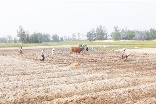 Triệu Phong tập trung chuyển đổi cơ cấu cây trồng vùng nhiễm mặn