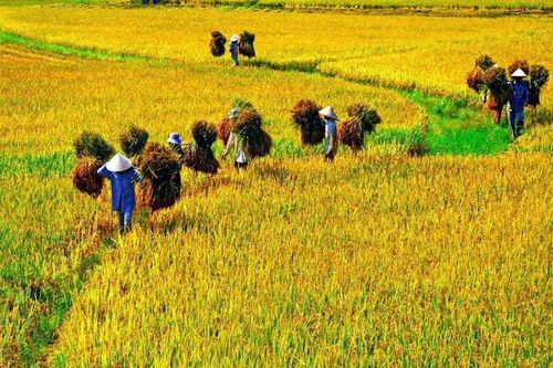 Để vụ mùa năm 2020 bội thu