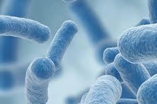 Đặc tính probiotic của chủng Lactobacillus gasseri SMH15 được phân lập từ sữa mẹ