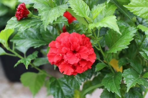Thuốc hay từ cây dâm bụt