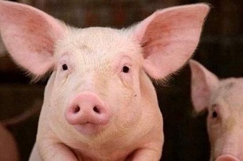 Giá lợn trong nước giảm sau khi nhập lợn sống từ Thái Lan