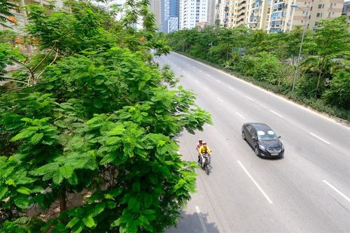 Hà Nội trồng được hơn 67.700 cây xanh trong 6 tháng đầu năm 2020