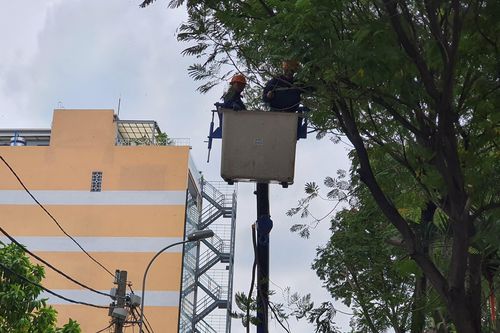 Tiền chặt cây ở Trường Marie Curie hàng trăm triệu, công ty cây xanh nói gì?