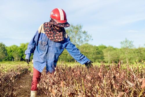Nắng quay quắt, nhiều đồi chè Hà Tĩnh cháy khô, dân chất đống đem về làm củi