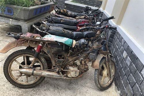 Khởi tố 7 bị can trong vụ hạ cây cổ thụ tại Khu bảo tồn Kon Chư Răng