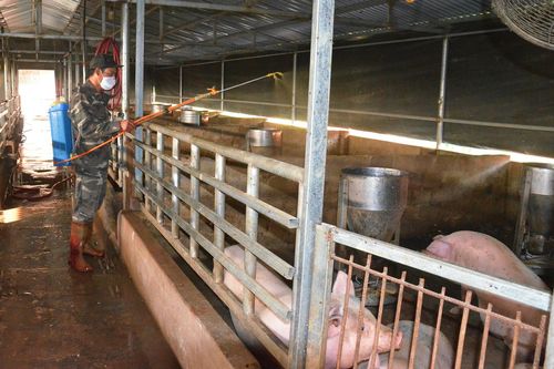 Quảng Ninh chỉ tái đàn ở những cơ sở chăn nuôi an toàn
