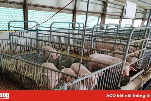 Đột phá phát triển chăn nuôi