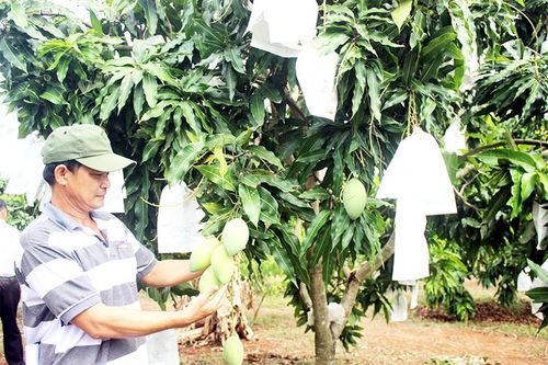 Minh bạch nguồn gốc cho nông sản: Cần nhân rộng xây dựng mã số vùng trồng