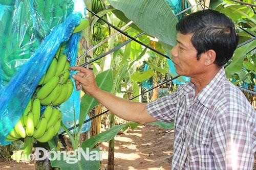 Giá chuối già xuất khẩu giảm sâu