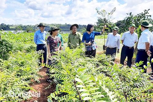 Nhân giống cây mật nhân