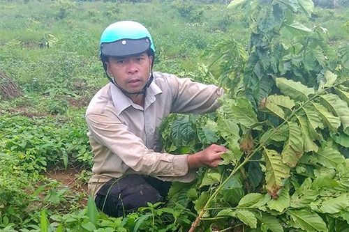 Một hộ dân ở xã Hòa Ninh tiếp tục bị chặt phá hơn 180 cây cà phê