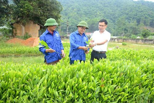 Cánh chim đầu đàn