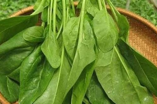 Đọc xong 7 lý do này, bạn sẽ mua và ăn rau cải bó xôi thường xuyên ngay lập tức