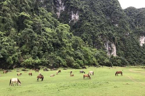 Ở Lạng Sơn có một thảo nguyên hoang sơ