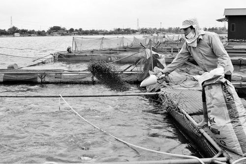 Ðẩy mạnh ứng dụng công nghệ tiên tiến vào nuôi thủy sản
