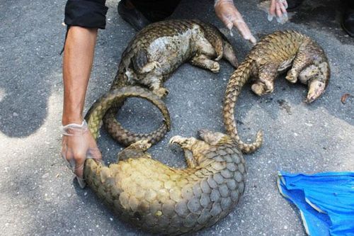 Bảo vệ tê tê trước bờ vực tuyệt chủng