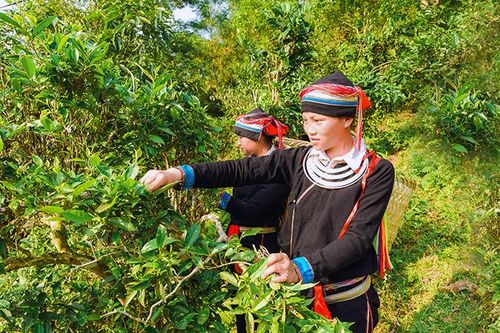 Sản xuất chè gắn với chế biến và tiêu thụ