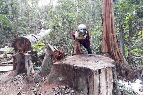 Khởi tố lâm tặc cưa hạ hơn 103m³ gỗ ở Gia Lai