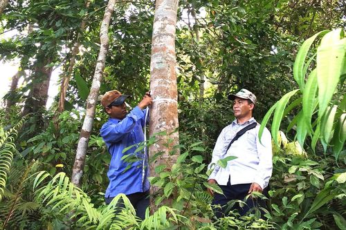 Đề xuất nhiều giải pháp cứu rừng