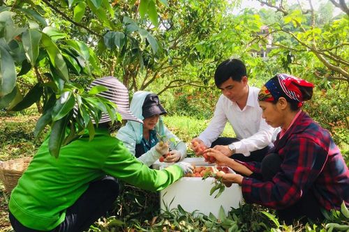 Về nơi vải thiều 12.000 đồng/quả