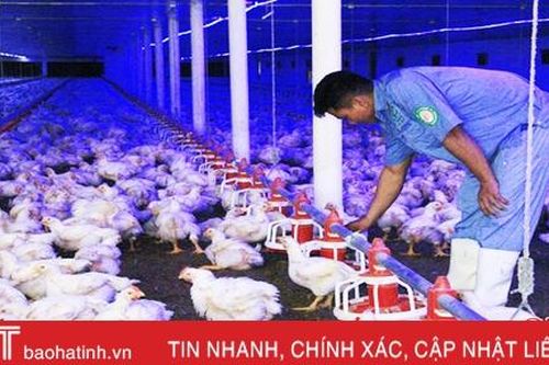 Mục sở thị trại gà thương phẩm quy mô lớn nhất Hà Tĩnh