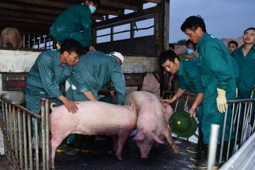Vì sao lợn Thái Lan nhập về không thể 'hạ nhiệt' giá thịt lợn trong nước?