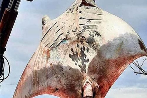 Ngư dân Bình Thuận bắt được 'quái vật đại dương' nặng 800 kg