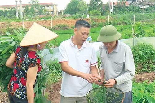 Phú Thọ: Mô hình nuôi ốc nhồi mang lại hiệu quả kinh tế cao