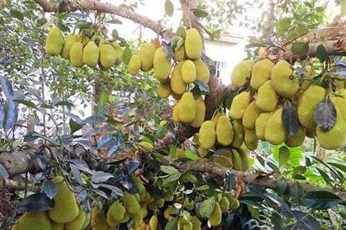 Những gốc cây 'mắn đẻ' nhất thế giới khiến người xem tưởng nhầm là đột biến
