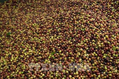 Sản lượng và xuất khẩu cà phê của Colombia tăng mạnh trong tháng 6
