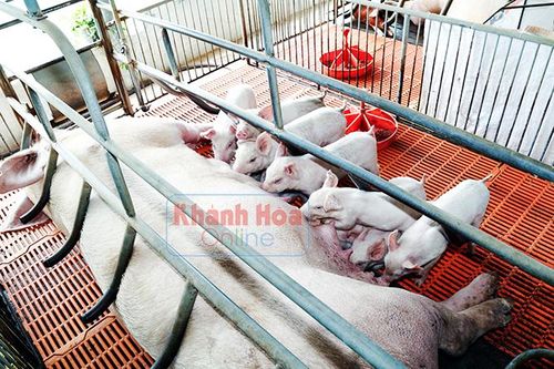 Trăn trở tái đàn heo