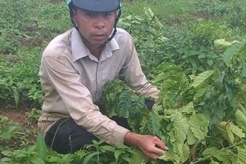 Một gia đình 9 lần bị kẻ xấu phá hoại rẫy cà phê