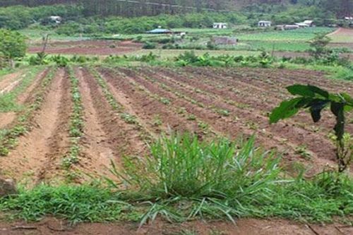 Hà Nội ban hành cơ sở xác định hộ gia đình dân tộc thiểu số và miền núi thiếu đất sản xuất
