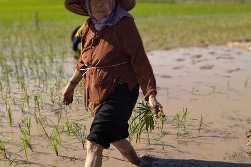 Cảm phục cụ bà gần 90 tuổi ra đồng thấy khỏe hơn ở nhà