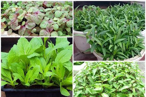 Đầu tháng 7, trồng rau gì xanh tốt vù vù?
