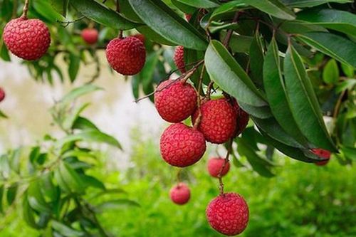 5 lợi ích sức khỏe từ quả vải