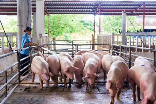 Giá heo hơi hôm nay 5/7: Tiếp tục tăng mạnh trên cả 3 miền