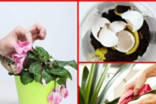 Mẹo 'cứu nguy' cây cảnh khô héo, tươi xanh trở lại cực nhanh mà ít người biết