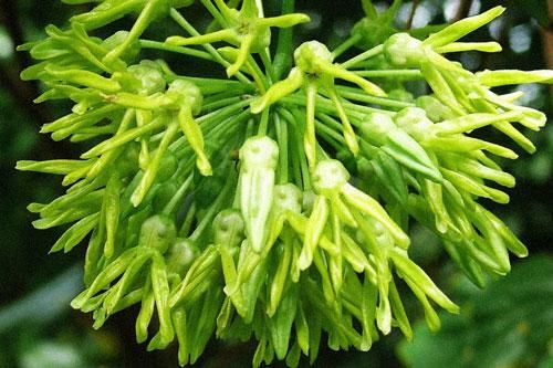 Chăm chỉ dùng những 'thần dược' rẻ tiền này, mất ngủ đến mấy cũng ngủ ngon, ngủ sâu đến sáng