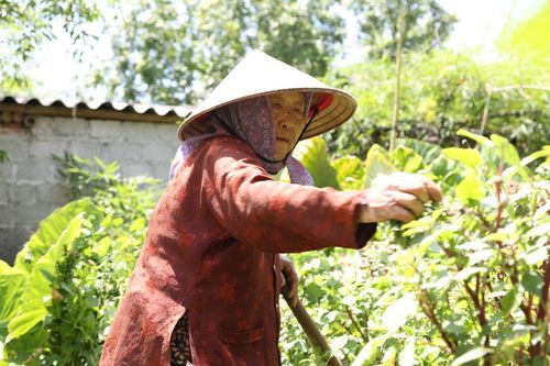 Cụ bà gần 90 tuổi vẫn phăng phăng đi cấy, trồng rau khiến giới trẻ xách dép' đuổi theo: 'Các cháu chưa chắc đã bằng tôi, còn khỏe tôi còn làm'