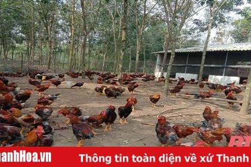 Hiệu quả ứng dụng công nghệ sinh học trong chăn nuôi và trồng trọt tại huyện Cẩm Thủy